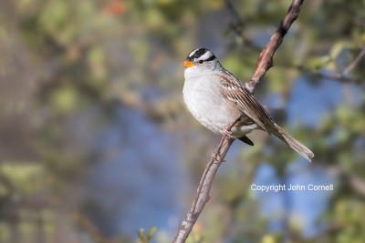 One;Sparrow;White-crowned-Sparrow;Zonotrichia-leucophrys;avifauna;bird;birds;col